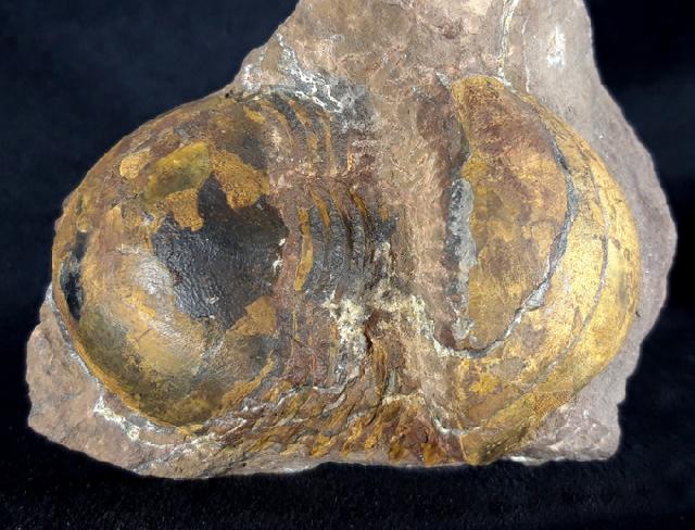 Ectillaenus giganteus (BURMEISTER 1843) - Bild &copy; FossNet FossilienStore